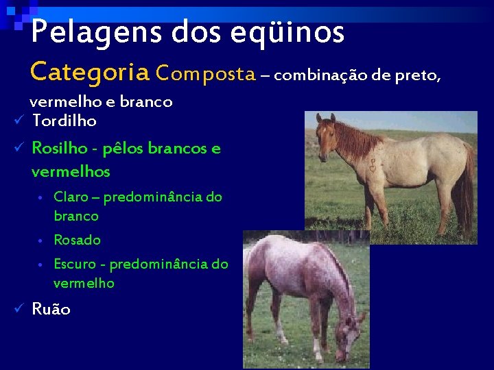 Pelagens dos eqüinos Categoria Composta – combinação de preto, vermelho e branco ü Tordilho
