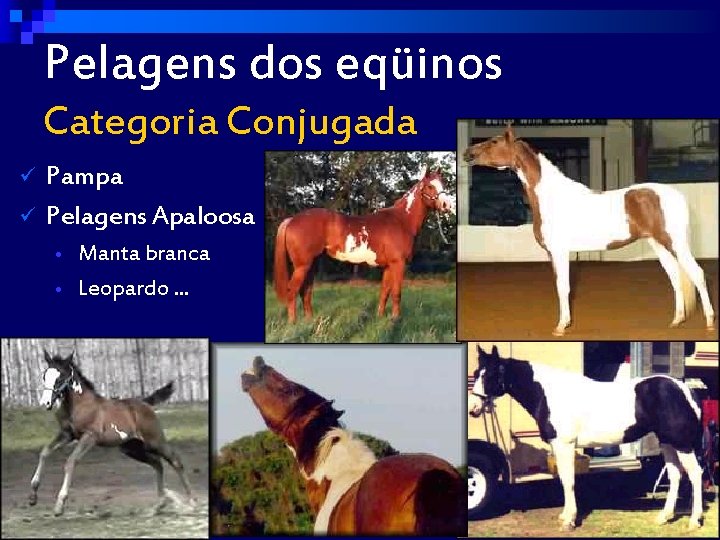 Pelagens dos eqüinos Categoria Conjugada ü ü Pampa Pelagens Apaloosa Manta branca • Leopardo.