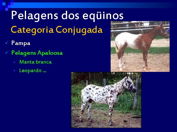 Pelagens dos eqüinos Categoria Conjugada ü ü Pampa Pelagens Apaloosa Manta branca • Leopardo.