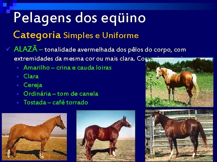 Pelagens dos eqüino Categoria Simples e Uniforme ü ALAZÃ – tonalidade avermelhada dos pêlos