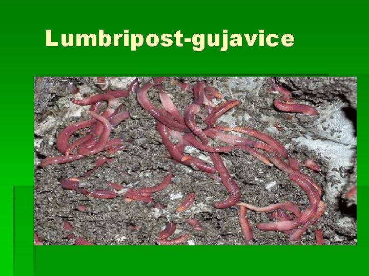 Lumbripost-gujavice 