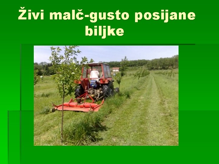 Živi malč-gusto posijane biljke 