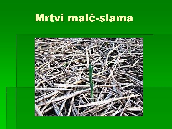 Mrtvi malč-slama 