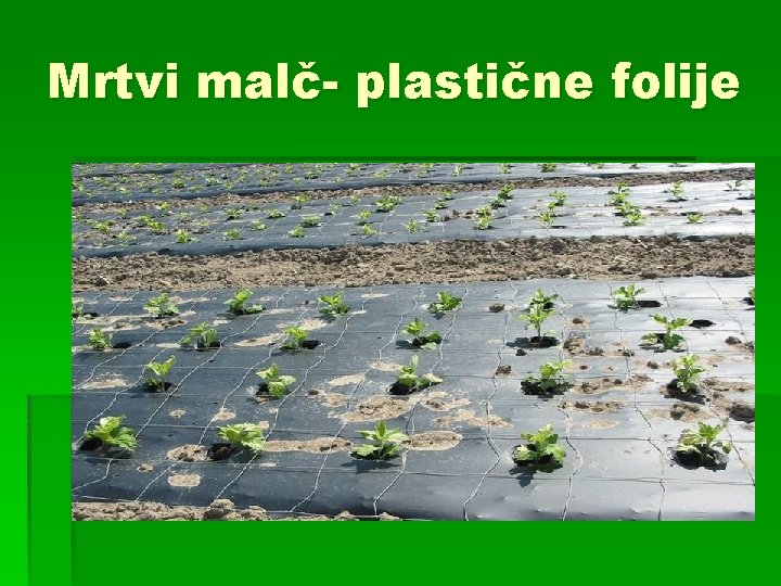 Mrtvi malč- plastične folije 