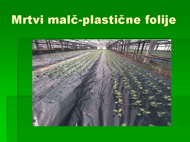 Mrtvi malč-plastične folije 