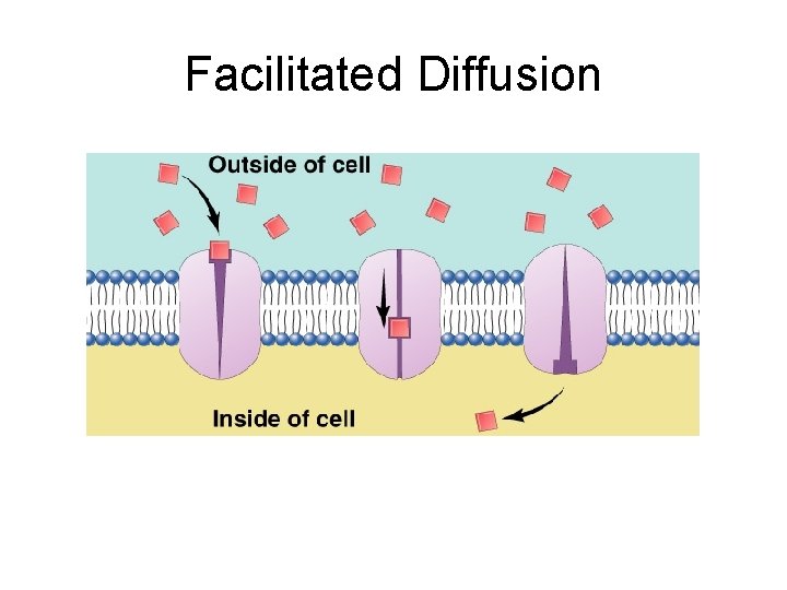 Facilitated Diffusion 