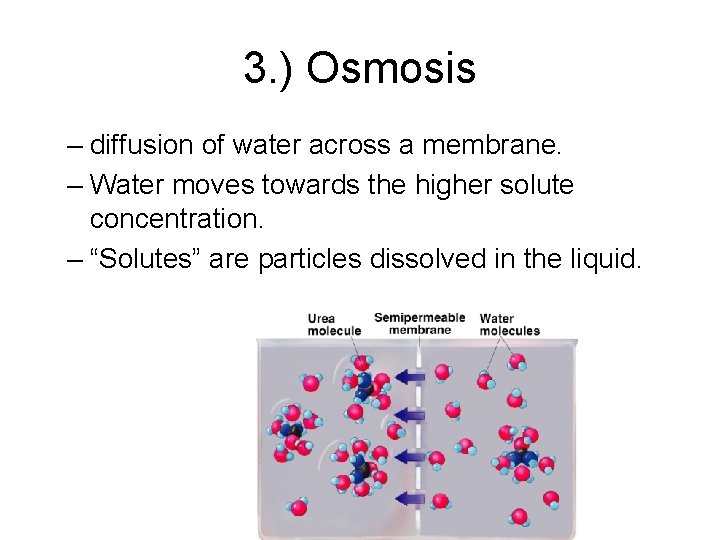 3. ) Osmosis – diffusion of water across a membrane. – Water moves towards