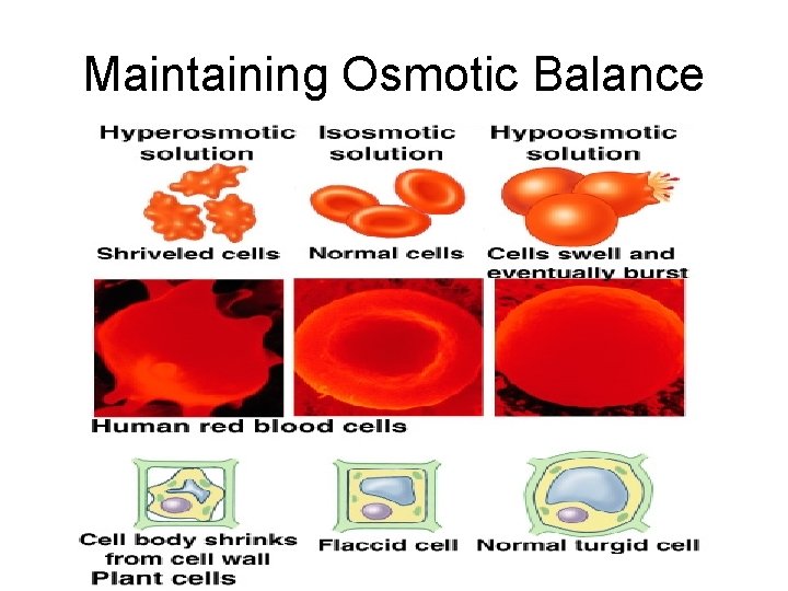 Maintaining Osmotic Balance 