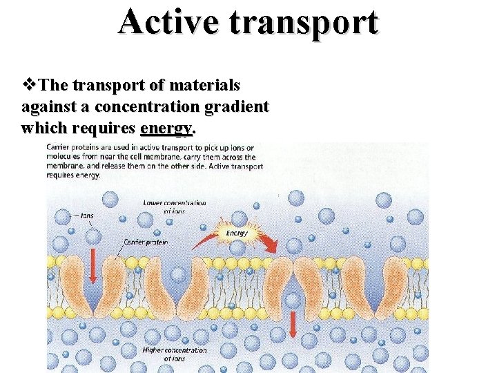 Active transport v. The transport of materials against a concentration gradient which requires energy.
