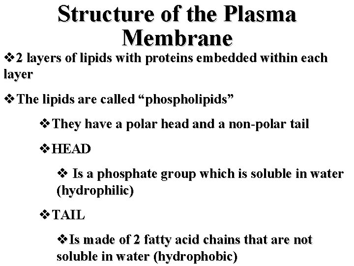 Structure of the Plasma Membrane v 2 layers of lipids with proteins embedded within