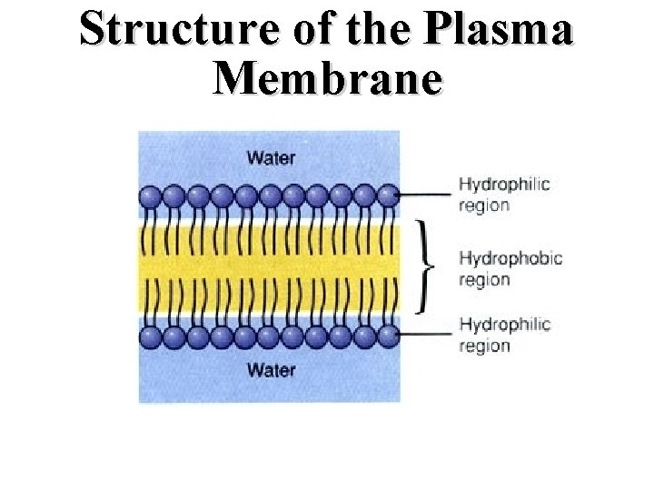 Structure of the Plasma Membrane 