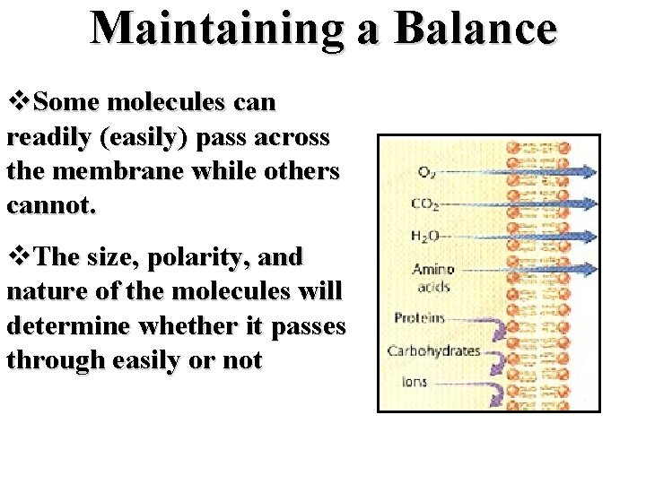 Maintaining a Balance v. Some molecules can readily (easily) pass across the membrane while