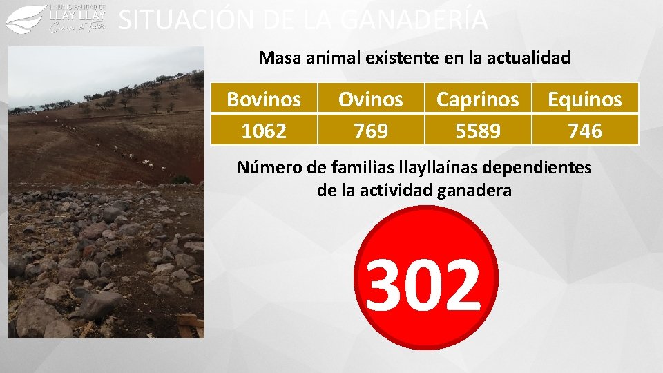 SITUACIÓN DE LA GANADERÍA Masa animal existente en la actualidad Bovinos 1062 Ovinos 769