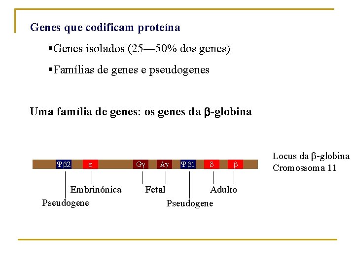 Genes que codificam proteína §Genes isolados (25— 50% dos genes) §Famílias de genes e