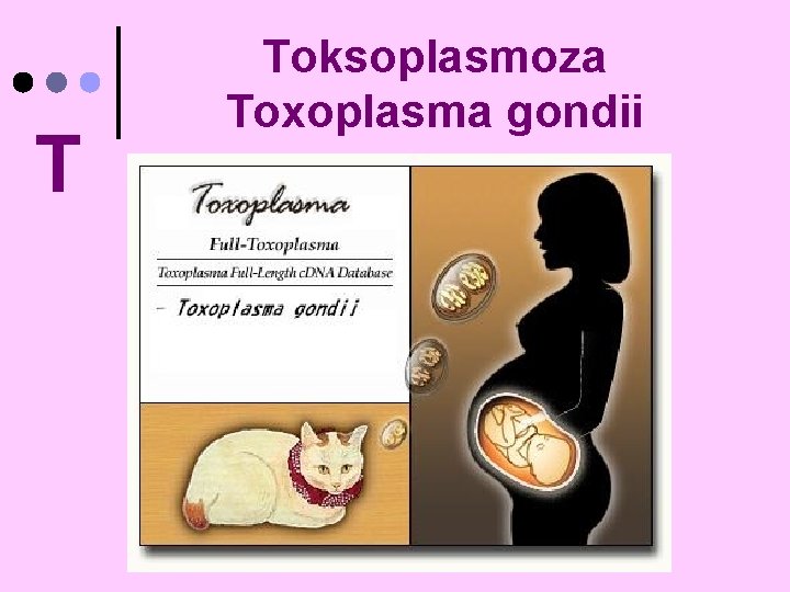 T Toksoplasmoza Toxoplasma gondii 
