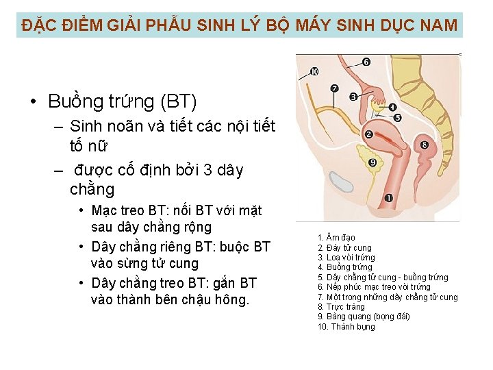 ĐẶC ĐIỂM GIẢI PHẪU SINH LÝ BỘ MÁY SINH DỤC NAM • Buồng trứng