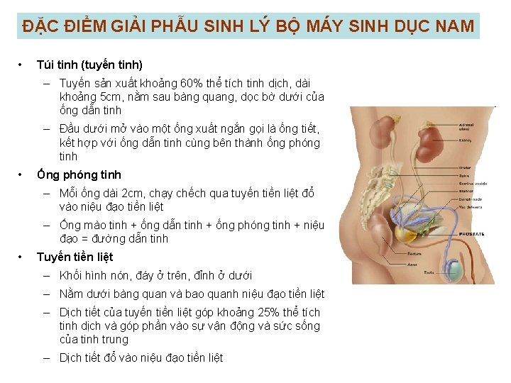 ĐẶC ĐIỂM GIẢI PHẪU SINH LÝ BỘ MÁY SINH DỤC NAM • Túi tinh