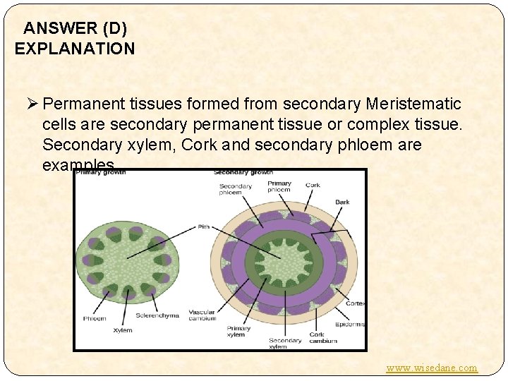 ANSWER (D) EXPLANATION Ø Permanent tissues formed from secondary Meristematic cells are secondary permanent