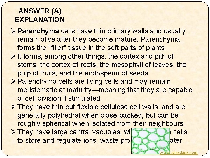 ANSWER (A) EXPLANATION Ø Parenchyma cells have thin primary walls and usually remain alive