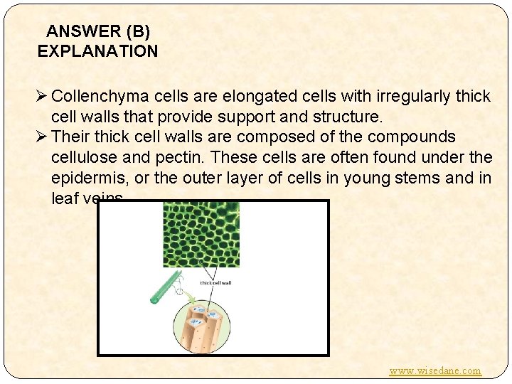 ANSWER (B) EXPLANATION Ø Collenchyma cells are elongated cells with irregularly thick cell walls