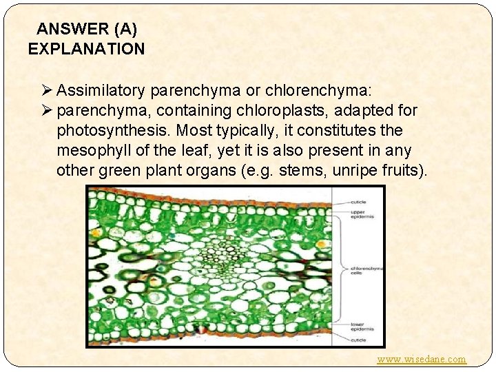 ANSWER (A) EXPLANATION Ø Assimilatory parenchyma or chlorenchyma: Ø parenchyma, containing chloroplasts, adapted for