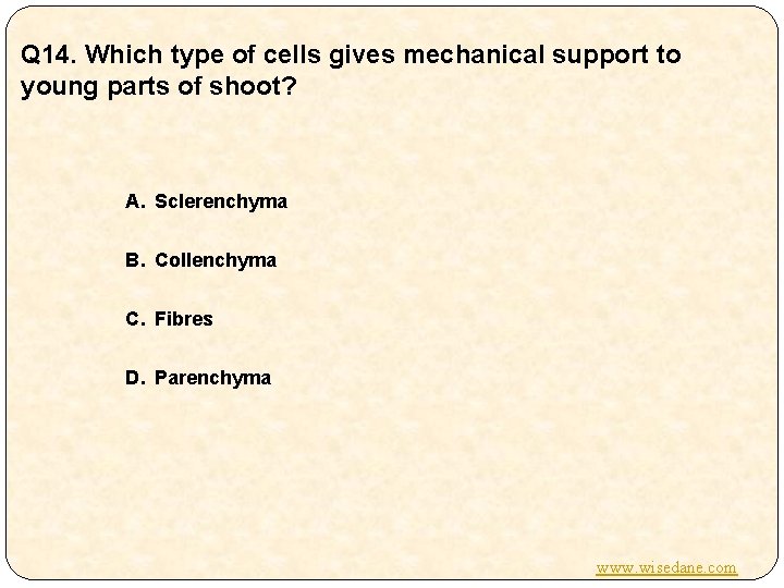 Q 14. Which type of cells gives mechanical support to young parts of shoot?