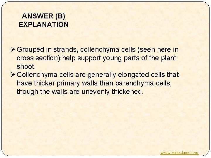 ANSWER (B) EXPLANATION Ø Grouped in strands, collenchyma cells (seen here in cross section)