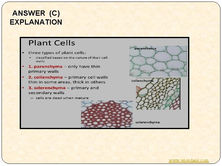 ANSWER (C) EXPLANATION www. wisedane. com 