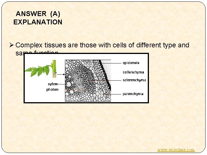ANSWER (A) EXPLANATION Ø Complex tissues are those with cells of different type and