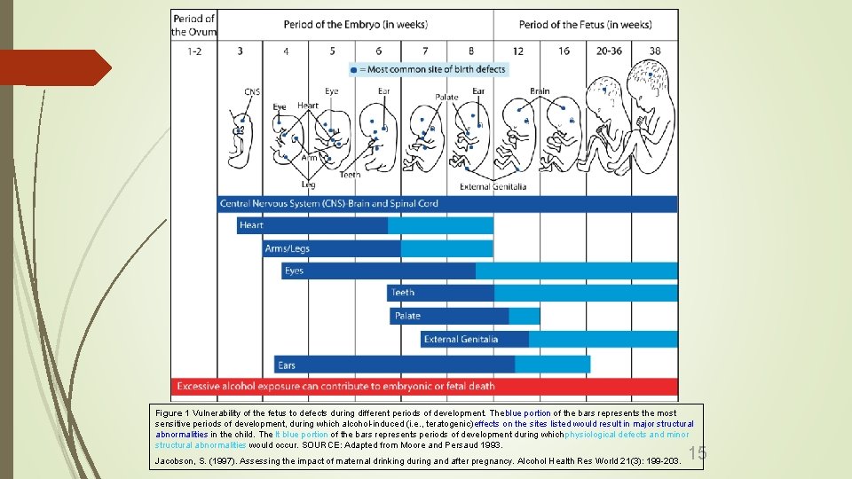 Figure 1 Vulnerability of the fetus to defects during different periods of development. The