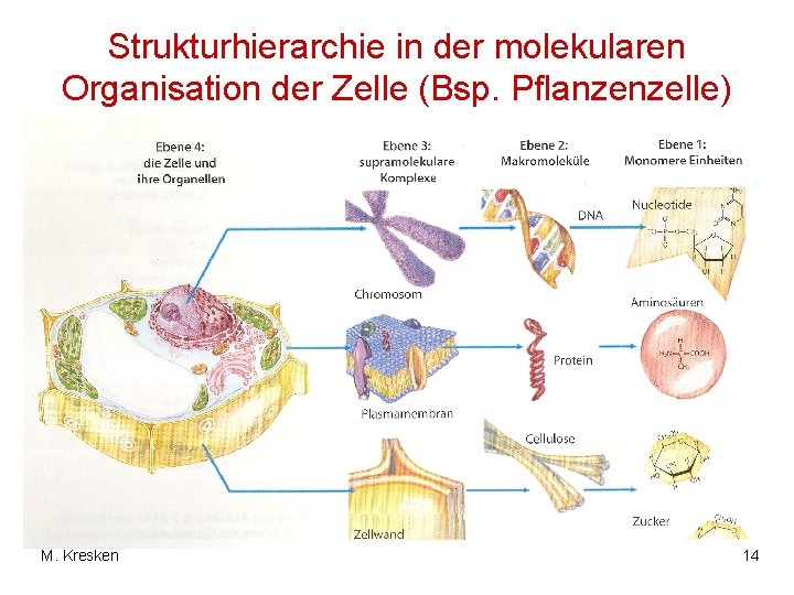 Strukturhierarchie in der molekularen Organisation der Zelle (Bsp. Pflanzenzelle) M. Kresken 14 