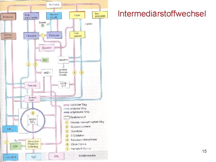 Intermediärstoffwechsel M. Kresken 15 