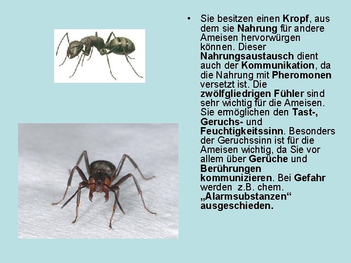  • Sie besitzen einen Kropf, aus dem sie Nahrung für andere Ameisen hervorwürgen