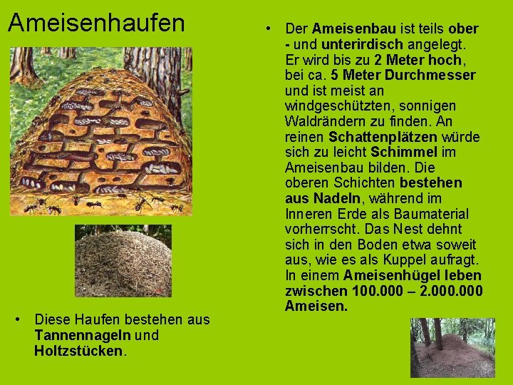 Ameisenhaufen • Diese Haufen bestehen aus Tannennageln und Holtzstücken. • Der Ameisenbau ist teils