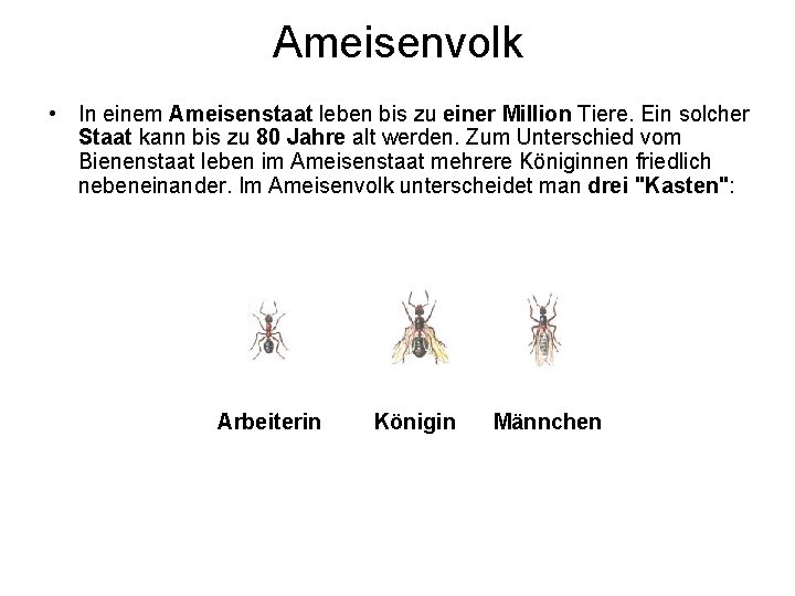 Ameisenvolk • In einem Ameisenstaat leben bis zu einer Million Tiere. Ein solcher Staat