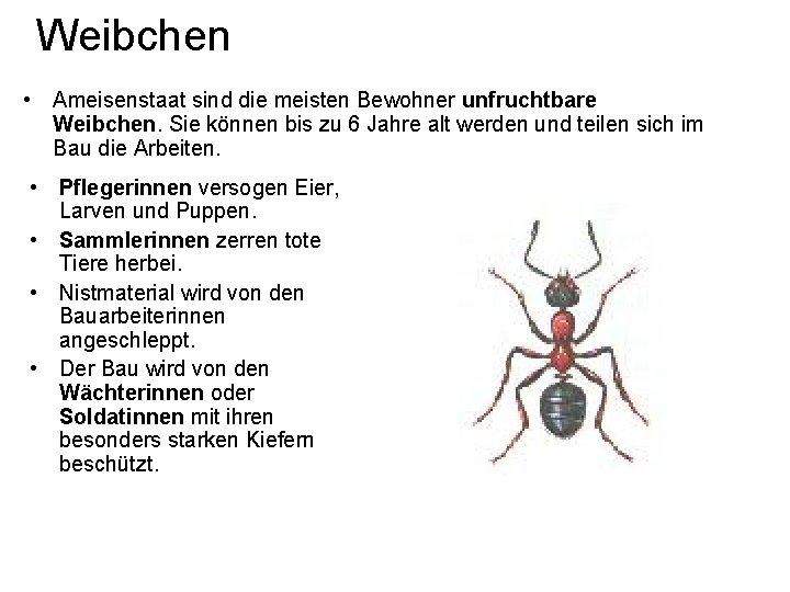 Weibchen • Ameisenstaat sind die meisten Bewohner unfruchtbare Weibchen. Sie können bis zu 6