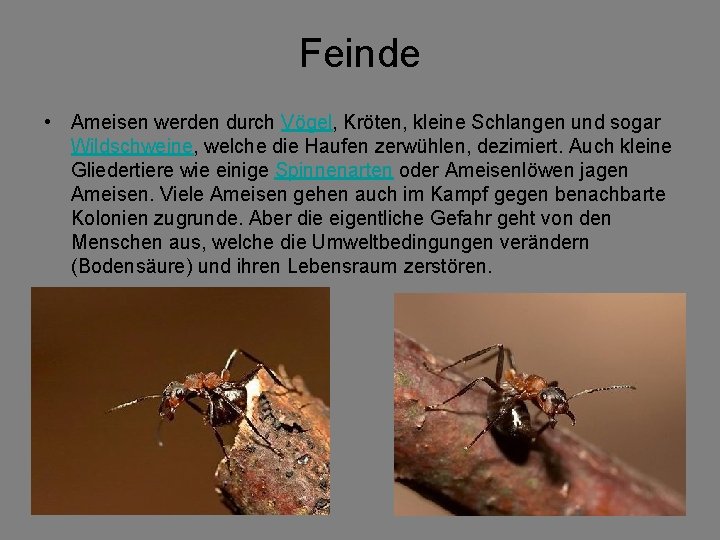 Feinde • Ameisen werden durch Vögel, Kröten, kleine Schlangen und sogar Wildschweine, welche die