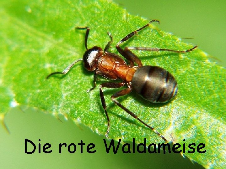 Die rote Waldameise 