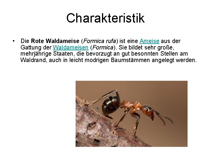 Charakteristik • Die Rote Waldameise (Formica rufa) ist eine Ameise aus der Gattung der