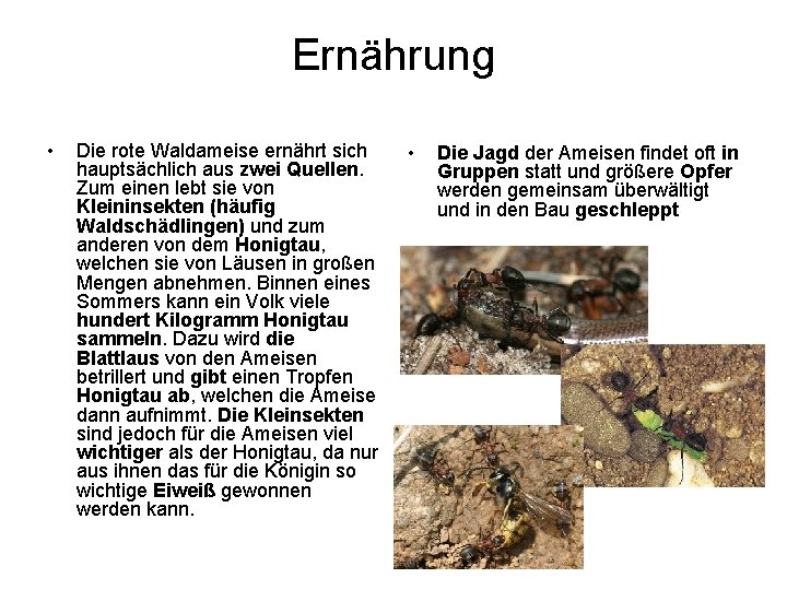 Ernährung • Die rote Waldameise ernährt sich hauptsächlich aus zwei Quellen. Zum einen lebt