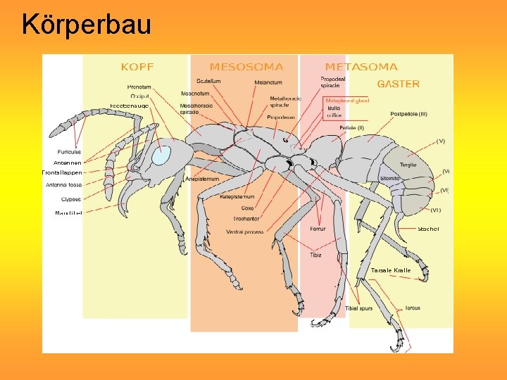 Körperbau 