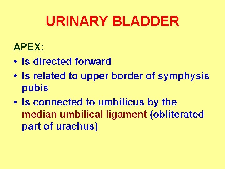 URINARY BLADDER APEX: • Is directed forward • Is related to upper border of