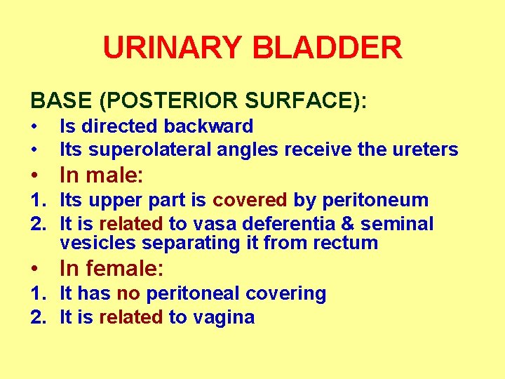 URINARY BLADDER BASE (POSTERIOR SURFACE): • • Is directed backward Its superolateral angles receive