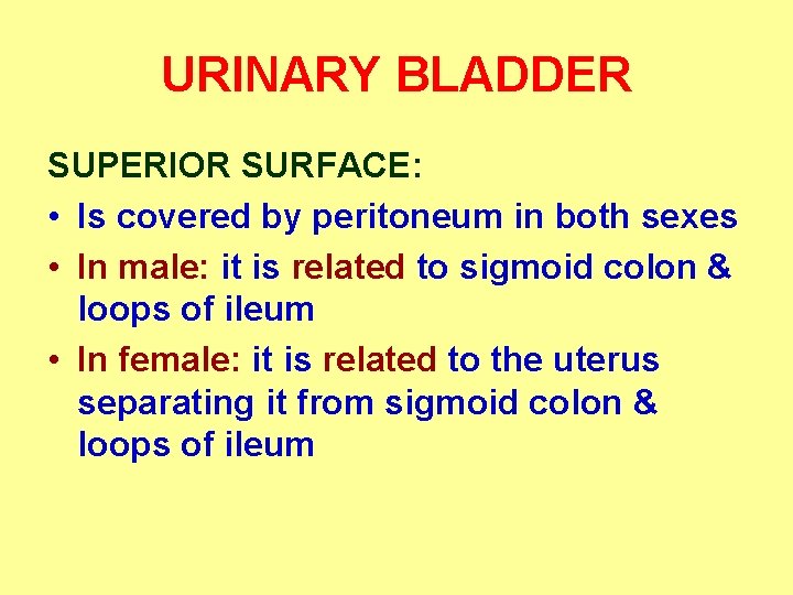 URINARY BLADDER SUPERIOR SURFACE: • Is covered by peritoneum in both sexes • In