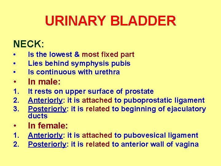 URINARY BLADDER NECK: • • • Is the lowest & most fixed part Lies