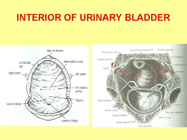 INTERIOR OF URINARY BLADDER 