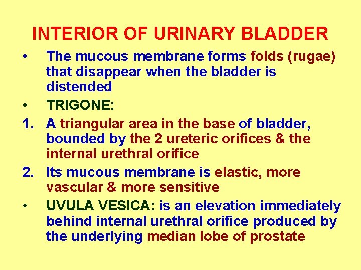 INTERIOR OF URINARY BLADDER • The mucous membrane forms folds (rugae) that disappear when