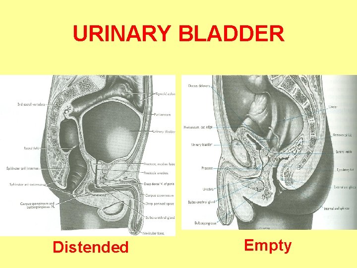 URINARY BLADDER Distended Empty 