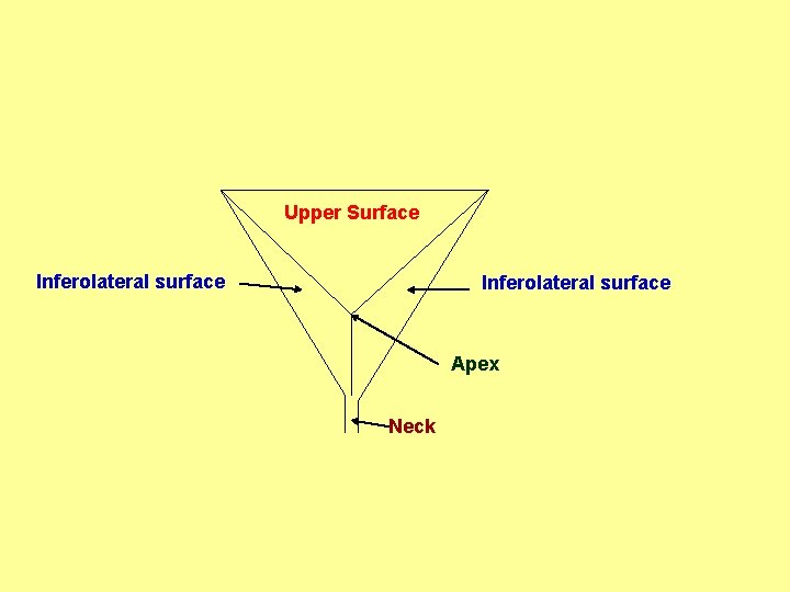 Upper Surface Inferolateral surface Apex Neck 