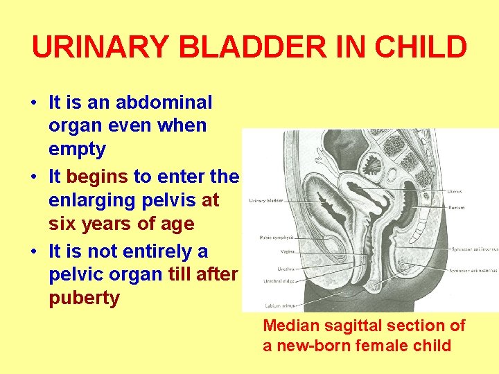 URINARY BLADDER IN CHILD • It is an abdominal organ even when empty •